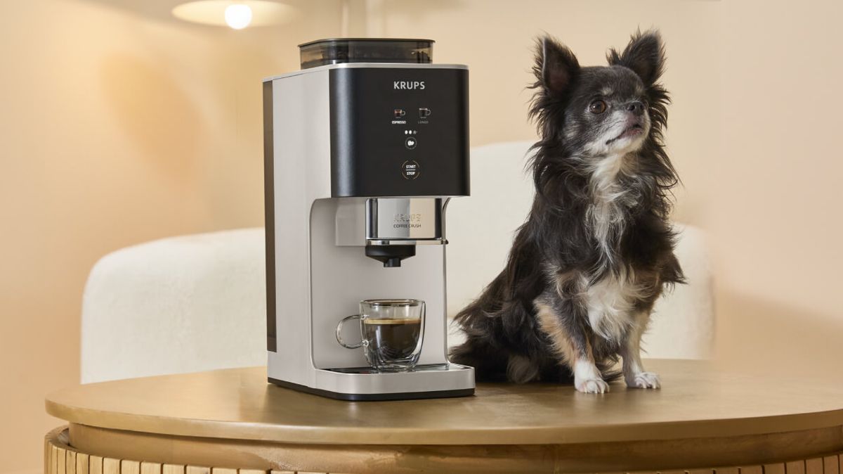 desktop coffee crush dog so compact desktop coffee crush dog so compact